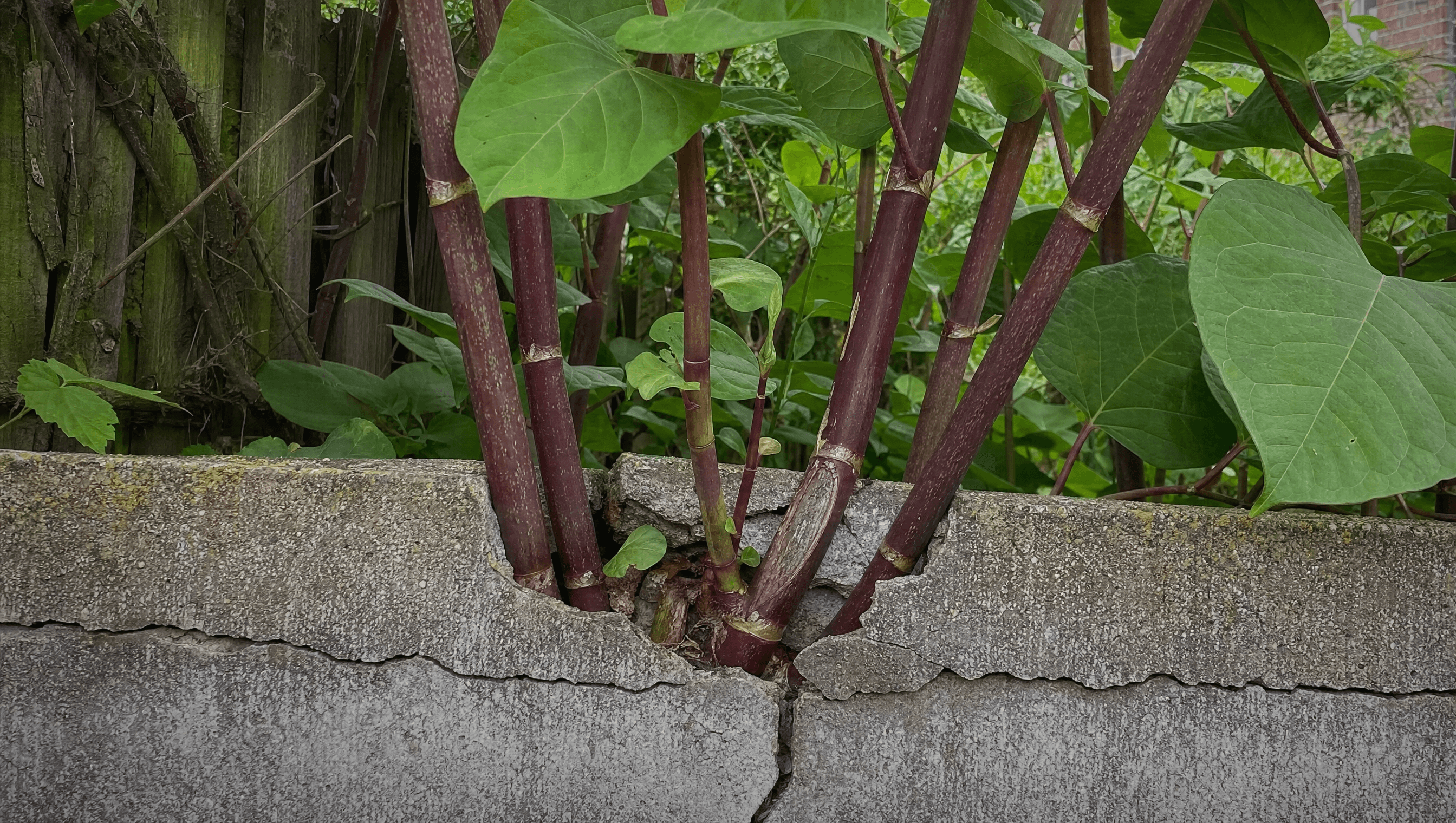 Japanese knotweed growing through a cracked concrete garden wall